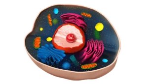 pngegg 7